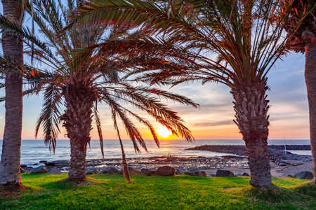 Palm trees on Tenerife at sunset, Canary islands, Spainの写真素材