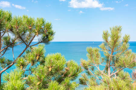 Pine tree at Mediterranean sea, Mallorca,  Balearic islands, Spain