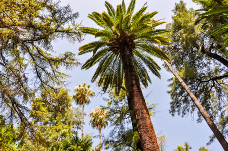 Palm trees in Seville Alcazar gardens, Spainの写真素材