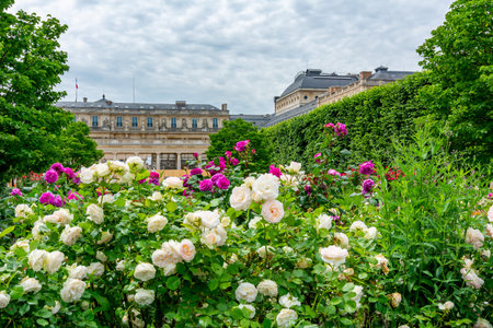 Roses in Palais Royal garden in spring, Paris, Franceのeditorial素材