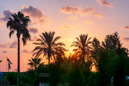 Palm trees at sunset in tropicsの写真素材