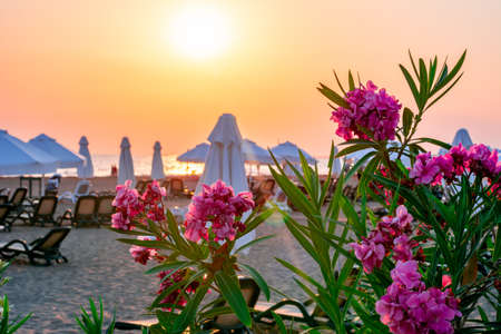 Flowers at scenic sunset on a beach