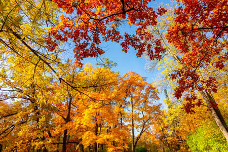 Treetops in autumn foliage on a sunny dayの写真素材