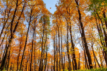 Trees in Summer garden in autumn, Saint Petersburg, Russiaの写真素材