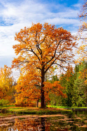 Oak tree in Catherine park in autumn, Tsarskoe Selo (Pushkin), Saint Petersburg, Russiaの写真素材