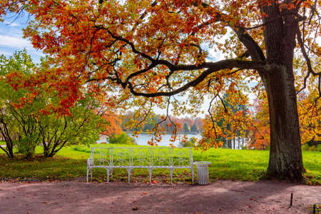 Oak tree in Catherine park in autumn, Tsarskoe Selo (Pushkin), Saint Petersburg, Russiaの写真素材