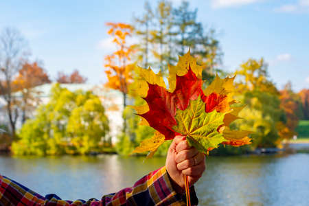 Maple leaves of different colors in autumnの写真素材