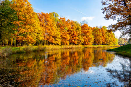 Autumn foliage in Catherine park, Pushkin (Tsarskoe Selo), Saint Petersburg, Russiaの写真素材