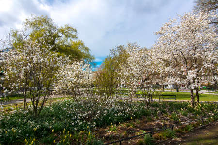 Blossoming trees in spring in Stockholm, Swedenの写真素材