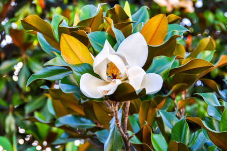Blooming magnolia flower in Sabatini gardens, Madrid, Spainの写真素材