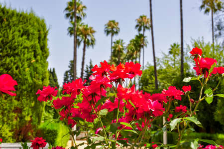 Palm trees in Seville Alcazar gardens, Spainの写真素材