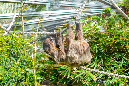 Sloth in Loro park, Tenerife, Canary islands, Spain