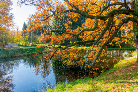 Oak tree in Catherine park in autumn, Pushkin (Tsarskoe Selo), St. Petersburg, Russiaのeditorial素材