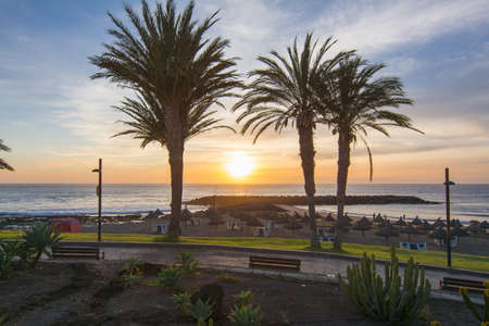 Palm trees at sunset in Puerto de la Cruz, Tenerife, Canary islands, Spainの写真素材