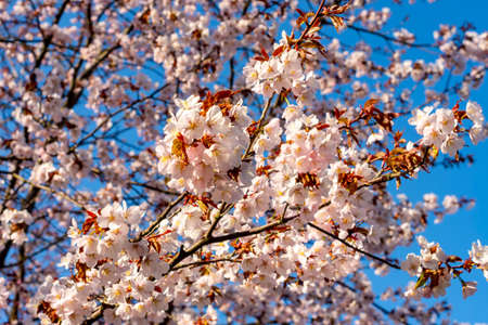 Flowers of blooming sakura in spring