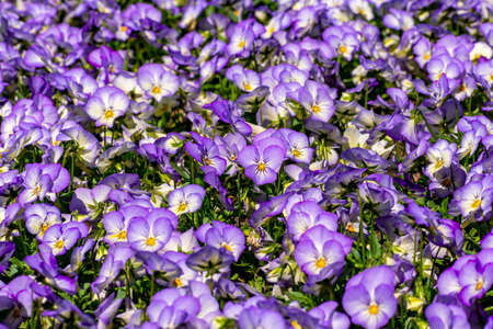Purple pansy flowers in summer