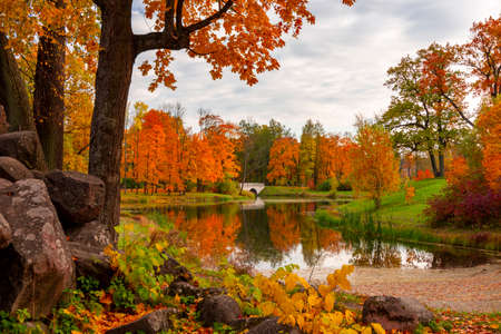 Autumn foliage in Alexander park, Tsarskoe Selo (Pushkin), Saint Petersburg, Russiaの写真素材