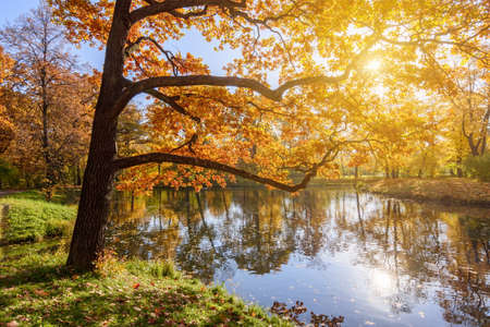 Oak tree in Alexander park in autumn, Pushkin (Tsarskoe Selo), Saint Petersburg, Russiaの写真素材