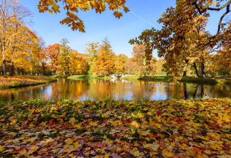 Autumn landscape in Alexander park, Pushkin (Tsarskoe Selo), Saint Petersburg, Russiaの写真素材