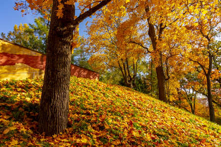 Autumn foliage in Catherine park, Tsarskoe Selo (Pushkin), Saint Petersburg, Russia
