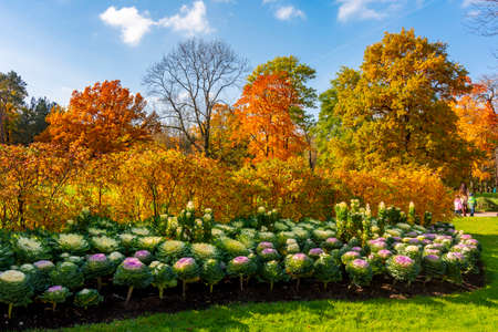 Autumn foliage in Catherine park, Tsarskoe Selo (Pushkin), St. Petersburg, Russiaの写真素材