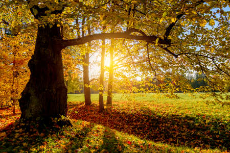 Scenic autumn landscape under evening sunの写真素材