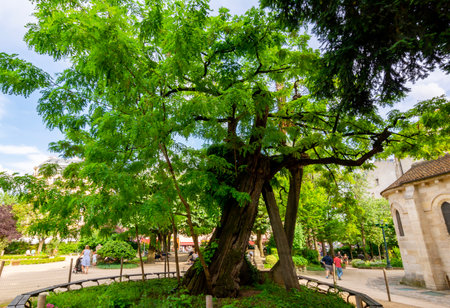 Oldest tree in Paris â Robinia tree on Rene Viviani square, Franceの写真素材