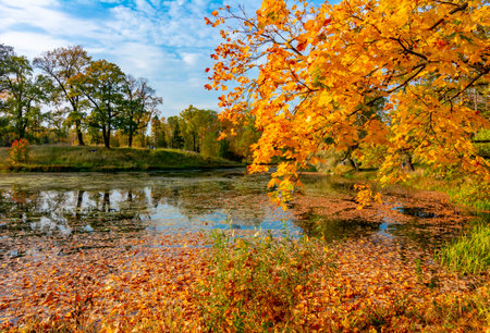Autumn foliage in Alexander park, Tsarskoe Selo (Pushkin), Saint Petersburg, Russiaのeditorial素材
