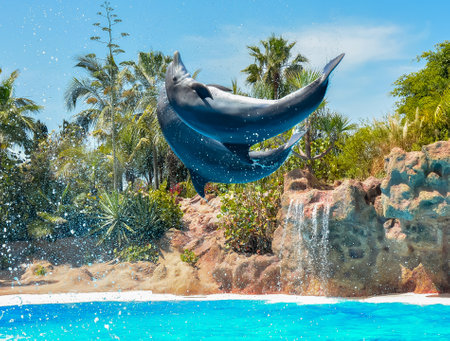 Dolphin show in Loro park, Tenerife, Canary islands, Spainの写真素材