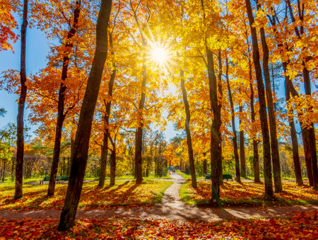 Autumn foliage in Alexander park, Tsarskoe Selo (Pushkin), St. Petersburg, Russiaの写真素材