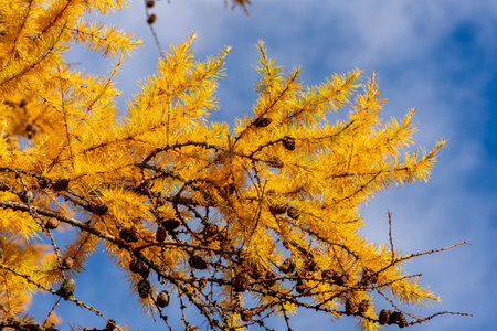 Branches of larch tree in autumnの写真素材