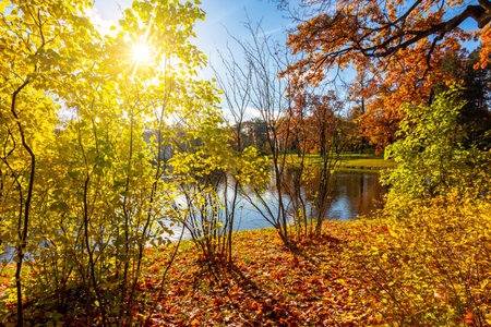Autumn foliage in Catherine park, Pushkin (Tsarskoe Selo), Saint Petersburg, Russiaの写真素材