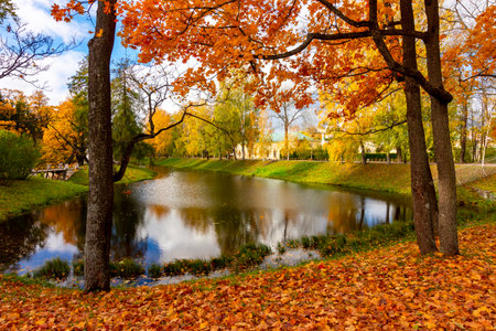 Autumn foliage in Catherine park, Pushkin, Saint Petersburg, Russiaの写真素材