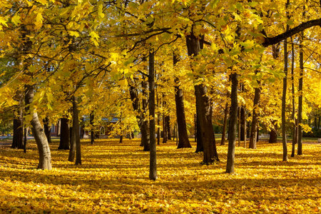 Catherine park in autumn foliage, Pushkin (Tsarskoe Selo), St. Petersburg, Russiaの写真素材