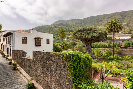 Canary islands dragon tree in Icod de los Vinos, Tenerife, Spainの写真素材