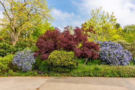 Regent's park landscape in spring, London, UKの写真素材