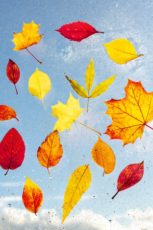 Colorful autumn leaves on window glass on rainy dayの写真素材