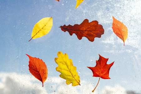 Colorful autumn leaves on window glass on rainy day