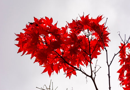 Heart-shaped red maple leaves in autumn in momiji season of Japanの写真素材
