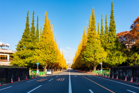 Jingu Gaien Ginkgo avenue in autumn, Tokyo, Japanの写真素材