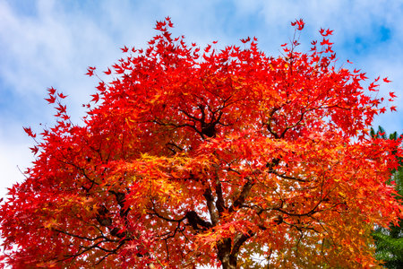 Red maple leaves in autumn in momiji season of Japanの写真素材