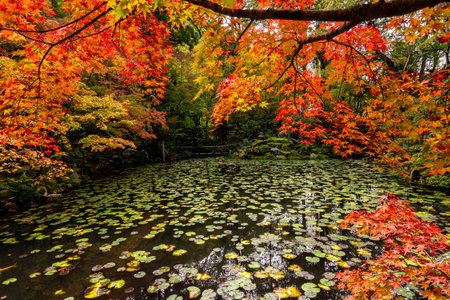 Autumn foliage in gardens of Nanzen-ji temple, Kyoto, Japanの写真素材