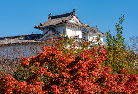 Himeji (White Heron) Castle built in 14th century in autumn, Japanの写真素材
