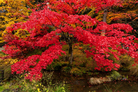Red maple tree in autumn at Nikko Toshogu shrine, Japan
