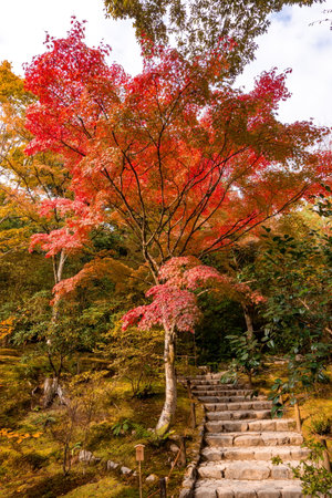 Gardens of Tenryu-ji temple in autumn in Arashiyama, Kyoto, Japanの写真素材