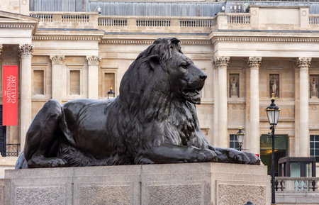 London, UK - 26 April 2024: Trafalgar square lion at Nelson column with National Gallery at backgroundの写真素材