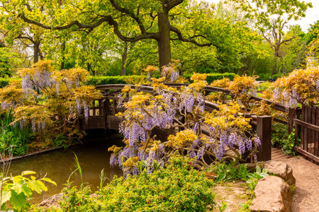 Small bridge in Regent's park landscape in spring, London, UKの写真素材