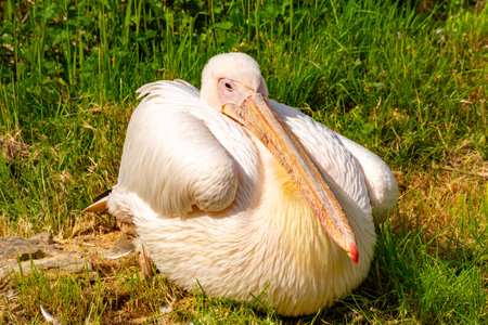 Pelican at London Zoo, UKの写真素材