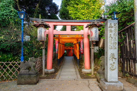 Tokyo, Japan - November 16, 2024: Torii gates in Ueno parkの写真素材