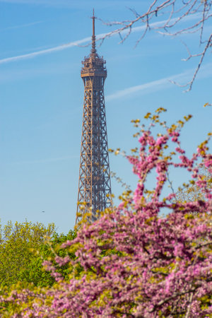 Eiffel Tower in spring, Paris, Franceの写真素材